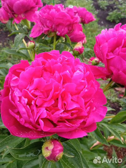 Пион Хайлайт