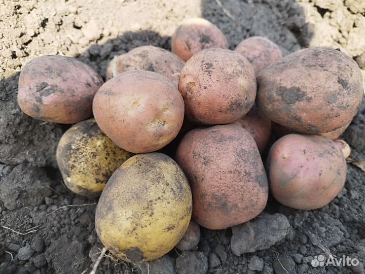 Продам картофель