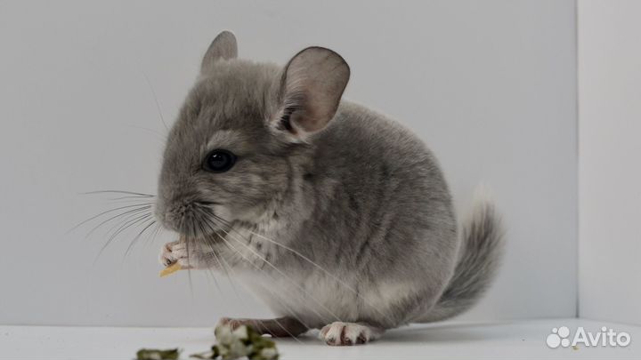 Шиншилла мальчик фиолет