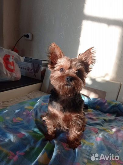 Йоркширский терьер