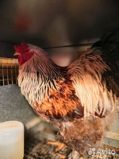 Петух брама