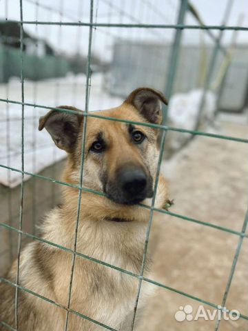 Винки ищет семью