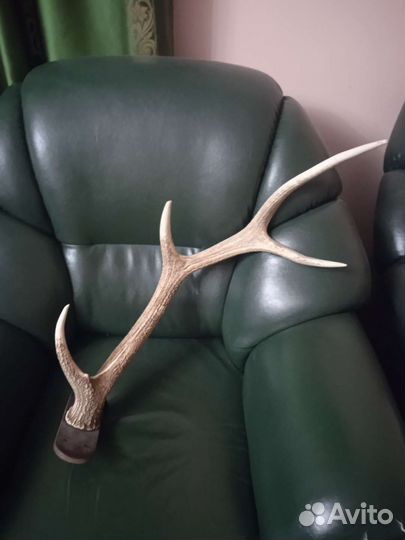 Продам рога оленя