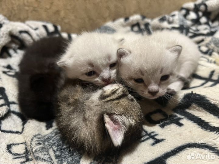 Котята в добрые руки