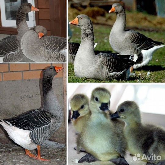 Гусята суточные
