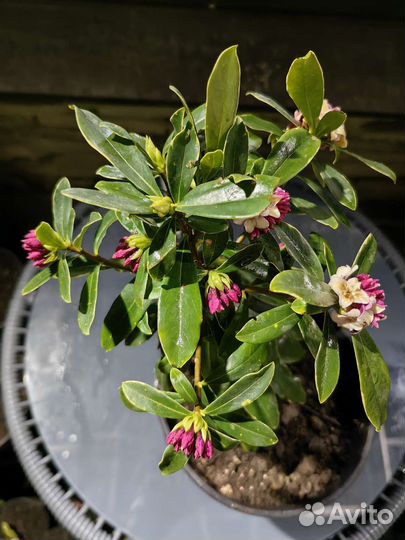 Дафна вареигатная