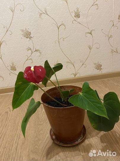 Комнатные растения