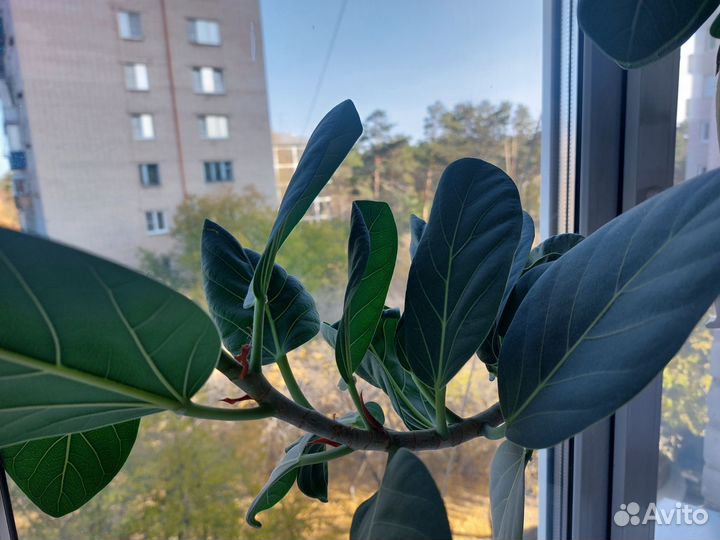 Фикус бенгальский