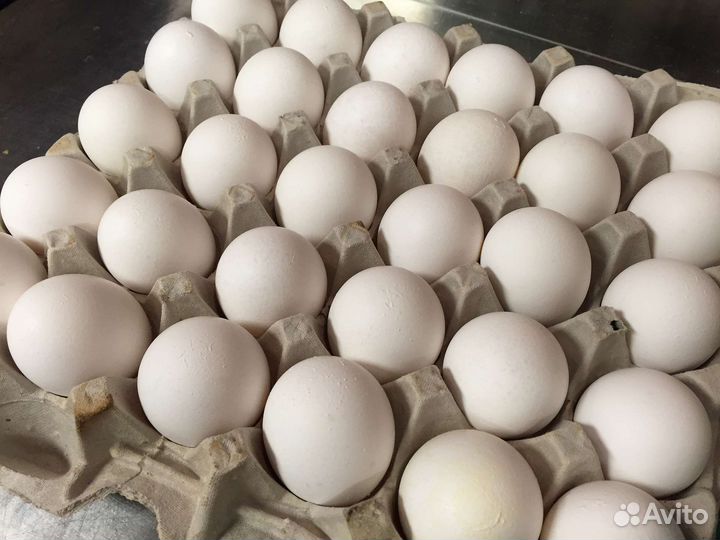 Яйца домашние куриные