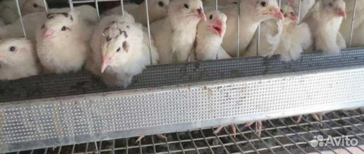 4породы пепепелов.Инкубационное яйцо перепелов