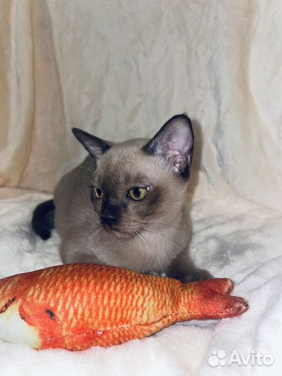 Бурманские котята