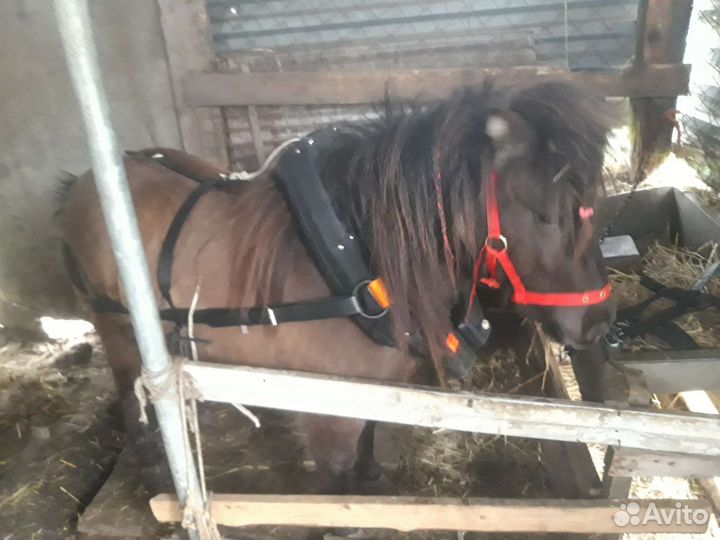 Пони девочка 75см