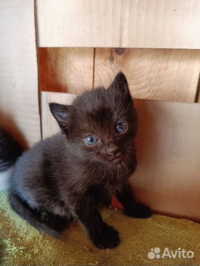 Котята 1мес