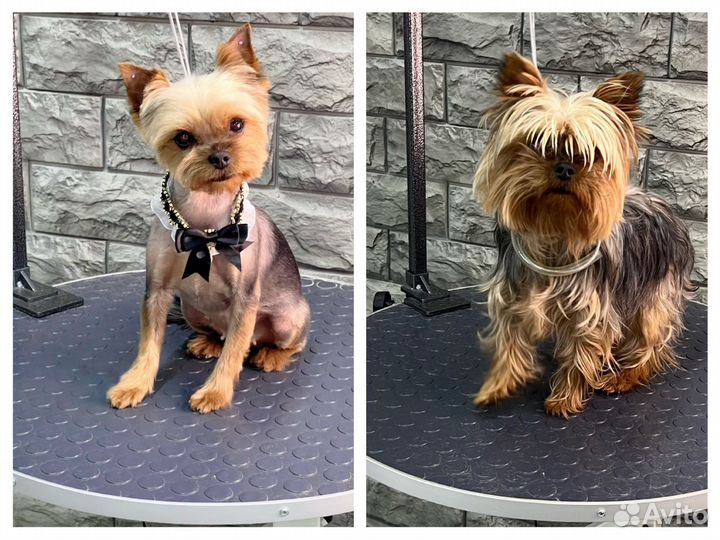 Стрижка собак