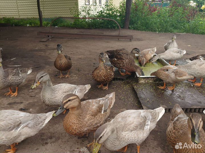 Подсадные утки