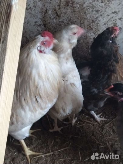 Куры петухи