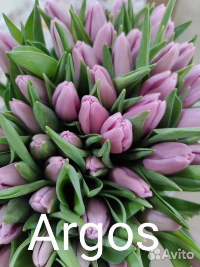 Цветы тюльпаны и букеты с доставкой