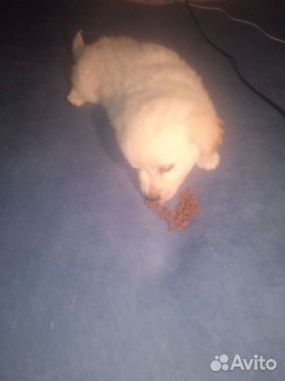 Собака в добрые руки щенок