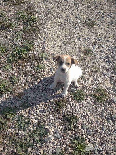 Щенки в добрые руки