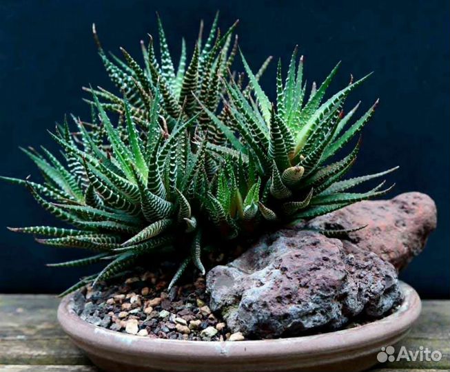 Хавортия полосатая