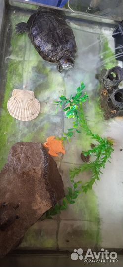 Красноухая черепаха с террариумом