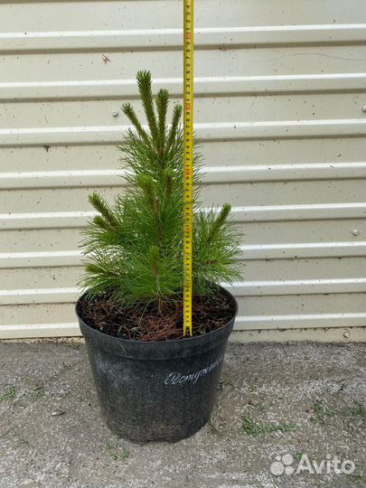 Деревья (сосна, ель, туя, можжевельник) продажа