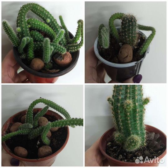 Кактус