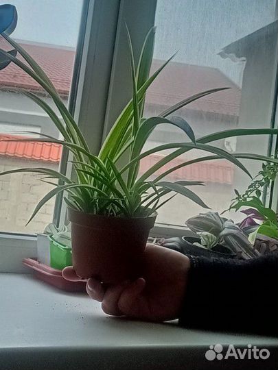 Хлорофитум