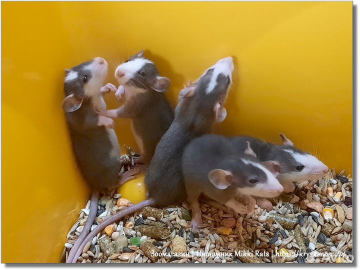 Крысы, крысята (хаски) Дамбо