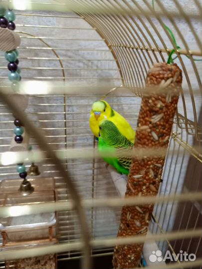 Волнистые попугаи