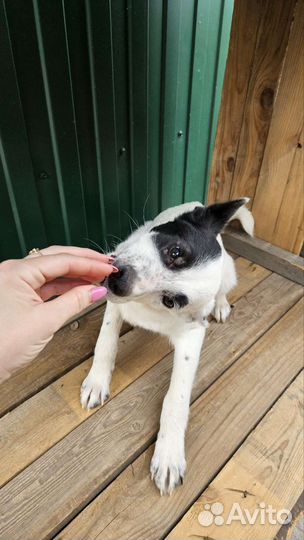 Молодая собака в добрые руки