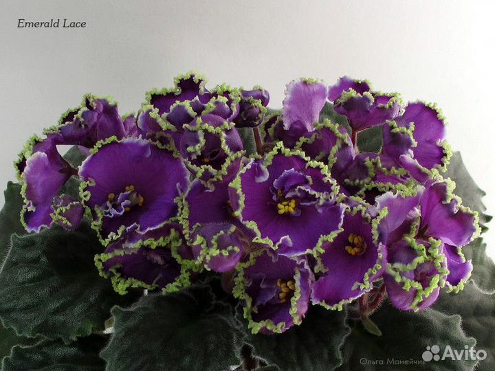 Сенполии фиалки детки и цветущие