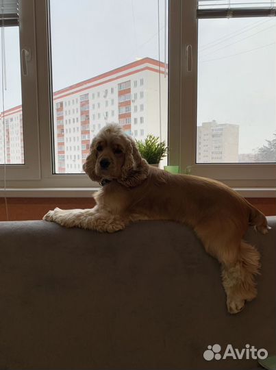 Кокер спаниель вязка