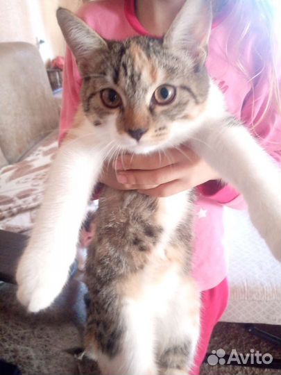 Кошки в добрые руки бесплатно