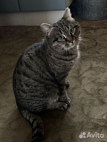 Кошка и кот
