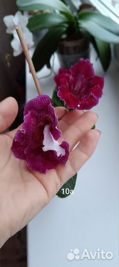 Глоксиния укорененная