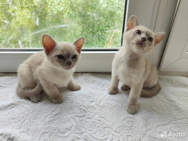 Котята европейской бурмы