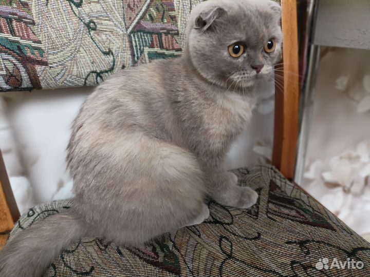 Британка вислоухая