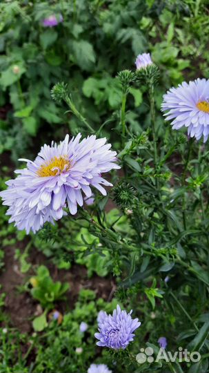 Астра ромашковая