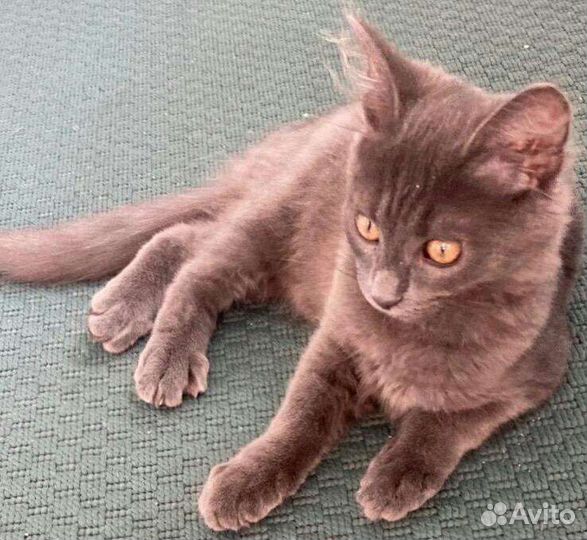 Котенок нибелунга