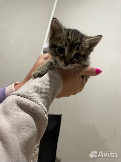 Сибирская кошка
