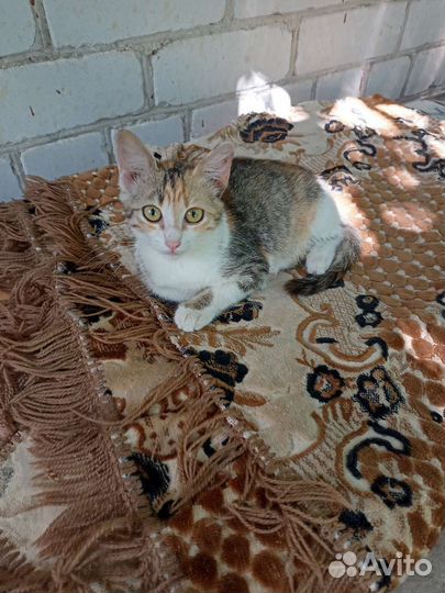 Котенок ищет дом