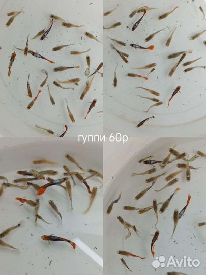 Аквариумные рыбки