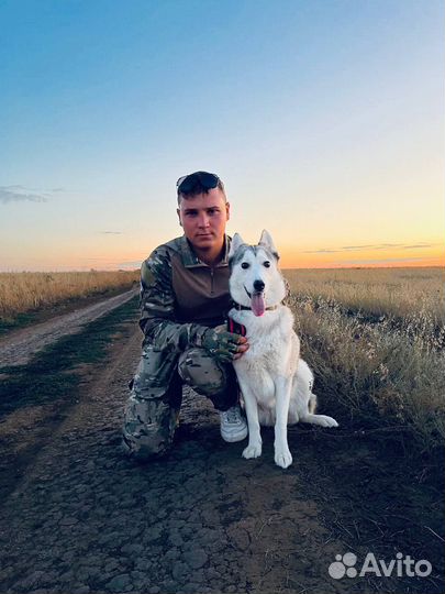 Дрессировка собак, кинолог