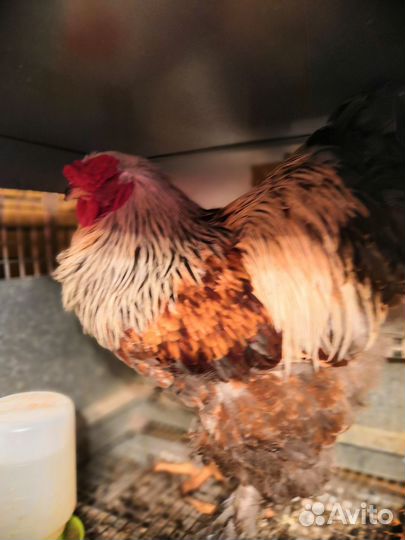 Петух брама