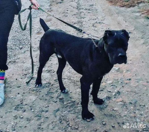 Кобель вязка Кане Корсо