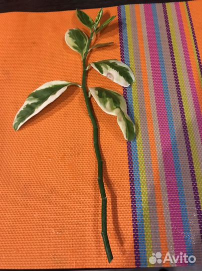 Педилантус