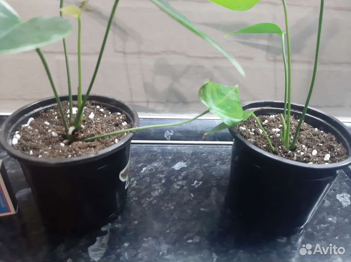 Антуриум Ягуар грин