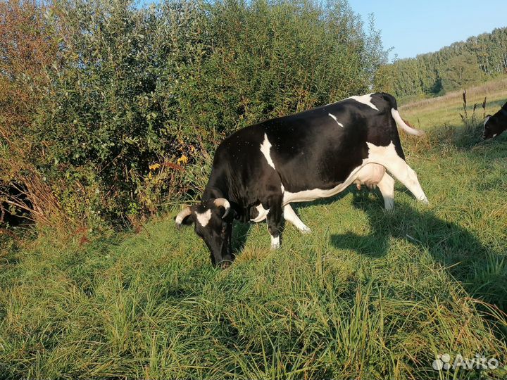 Продажа корова и телки