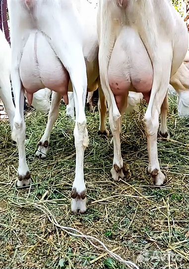 Козы дойные и под покрытие